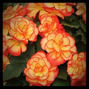 Meet your Posher, Liz